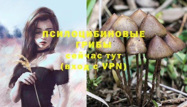 индика Богданович